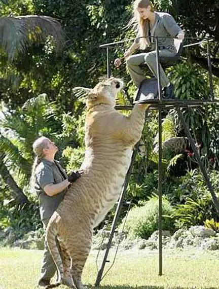 Ligre   O maior felino do mundo