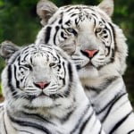 Seleção de 20 fantásticos papéis de parede com animais