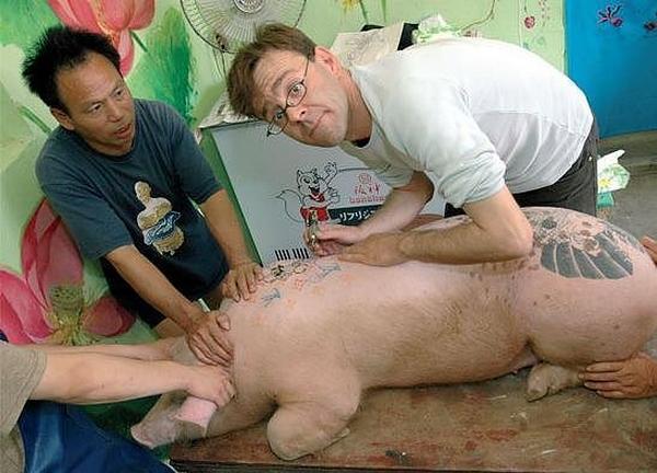Tatuagens em porcos
