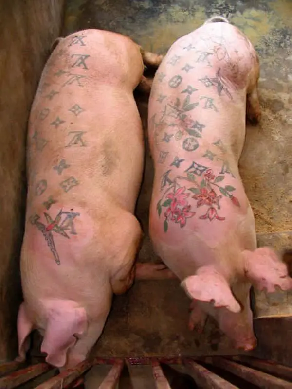 Tatuagens em porcos