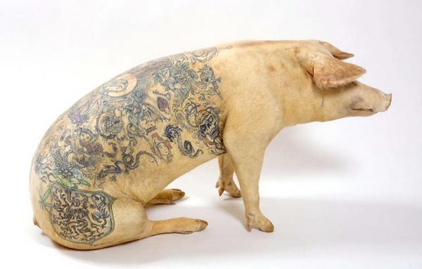 Tatuagens em porcos Tatuagens em porcos