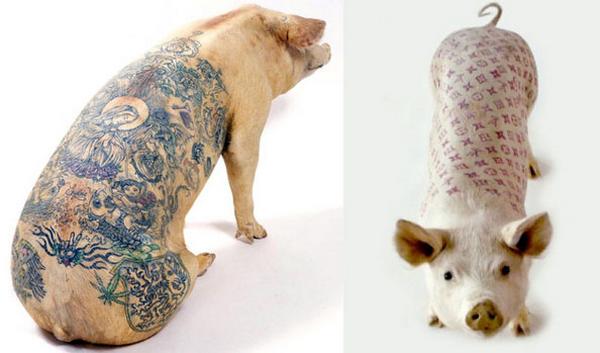 Tatuagens em porcos Tatuagens em porcos