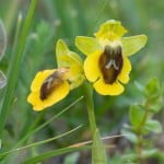 Saiba mais sobre as orquídeas