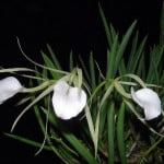 Saiba mais sobre as orquídeas