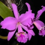 Saiba mais sobre as orquídeas