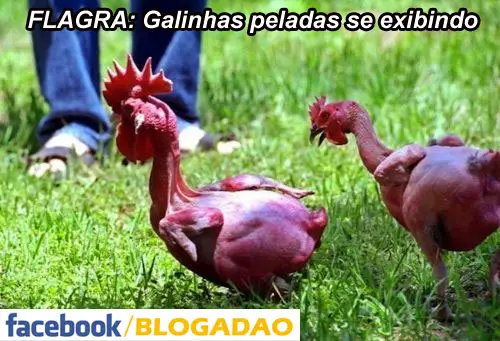 Flagra: Galinhas peladas