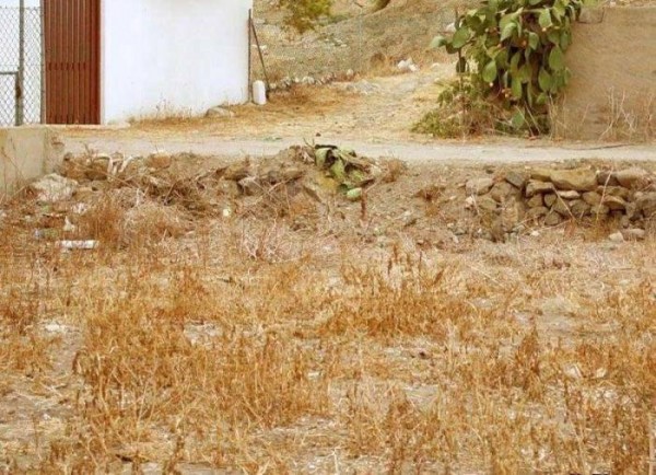 Só compartilhe se achar o gato