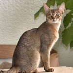 Raças de gatos dóceis