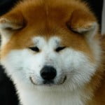 Raças de cachorros dóceis