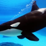 Os animais mais inteligentes do planeta