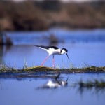Os ambientes naturais mais degradados do Brasil