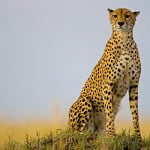 Os animais mais rápidos do mundo