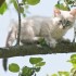 O fascinante equilíbrio dos gatos