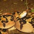 As cobras mais venenosas do Brasil