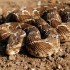 As 10 cobras mais venenosas do mundo