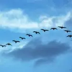 A verdadeira razão pela qual os pássaros voam em V