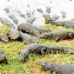 A Amazônia e seus segredos