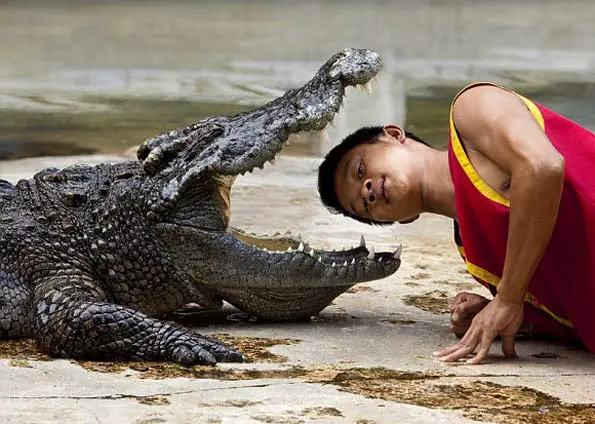 Homem coloca a cabeça na boca do crocodilo e veja o que acontece...