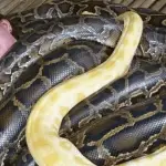 Massagem com cobras para relaxar!