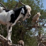 Conheça as cabras que sobem em árvores