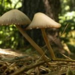 Diferenças entre os cogumelos