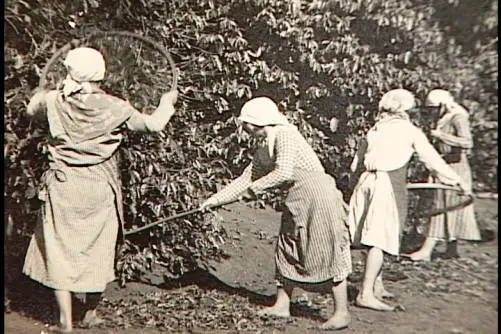 história do café