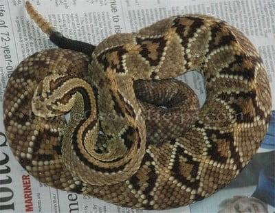 cobras-perigosas-cascavel.collilineatus