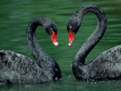 cisne-negro-casal