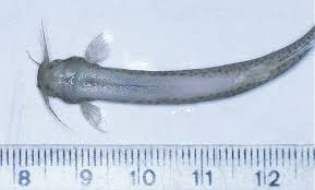 candiru parasita