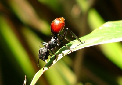 formiga com Myrmeconema neotropicum