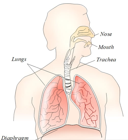 Legenda: Os pulmões são os órgãos mais afetados pela fibrose cística.