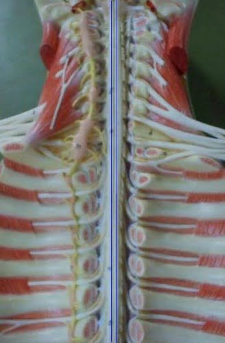 Legenda: A medula espinal, colorida em azul para melhor visualização.