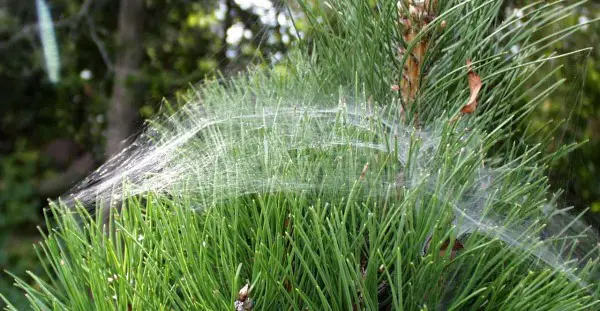 cabelo-de-anjo