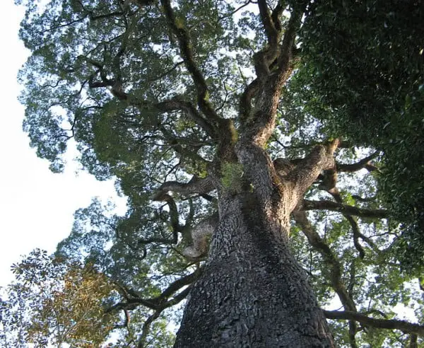 Legenda: Jequitibá-rosa de Santa Rita do Passa Quatro, a árvore mais velha do país.