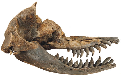 Crânio de um animal do gênero “Acrophyseter”.