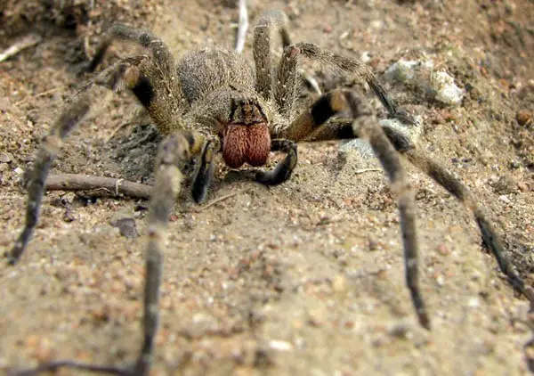 A armadeira, a aranha mais perigosa do planeta.