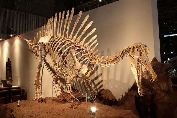  Esqueleto reconstruído de um espinossauro jovem.