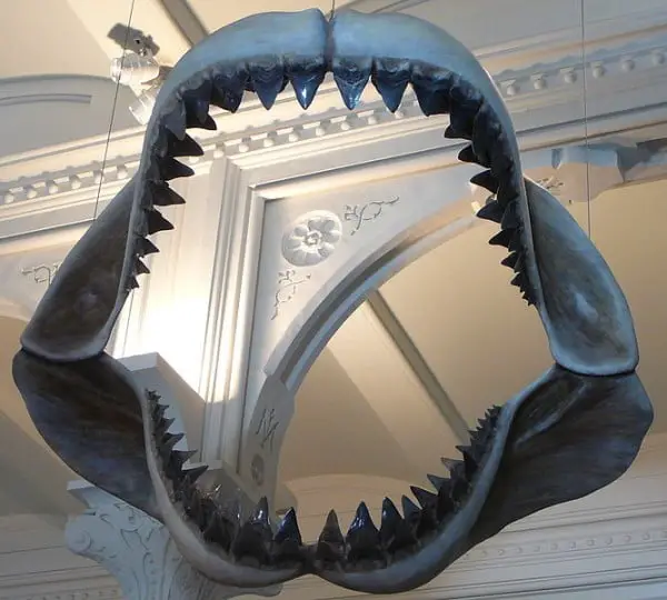  Reconstituição da mandíbula de um megalodonte, exposta no Museu de História Natural de Nova York 