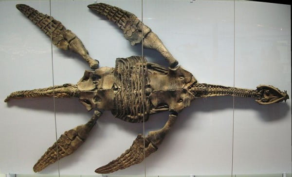  O “Meyersaurus victor”, uma espécie de plessiosauro com 3,5 metros de comprimento; o crânio media menos de 40 centímetros.