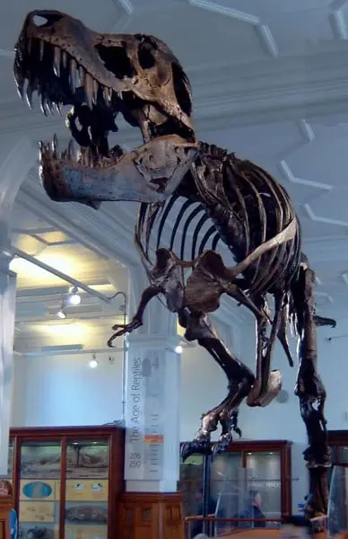 O tiranossauro rex apelidado como Stan, exposto no Museu de Manchester (Inglaterra).