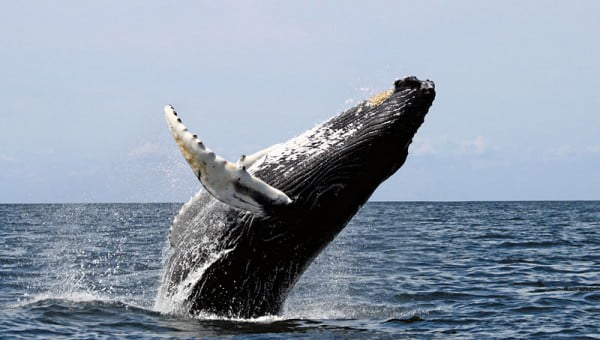 A baleia-jubarte, muito comum no litoral brasileiro.