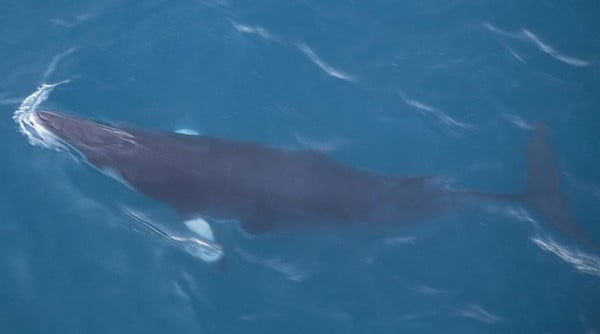  A baleia-minke: cada subespécie vive em um hemisfério diferente.