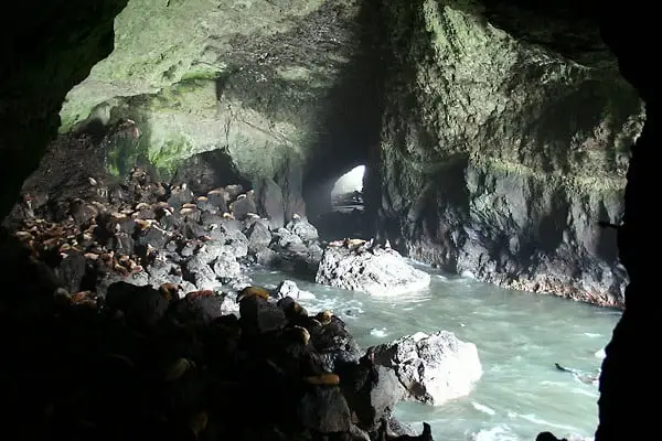 Sea Lion cave
