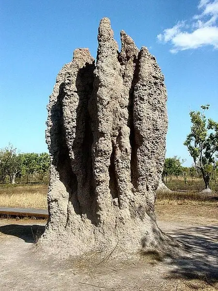 Cupinzeiro conhecido como “catedral”, construído no norte da Austrália.