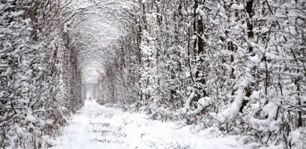 O “Túnel do Amor” no inverno gelado da Ucrânia.