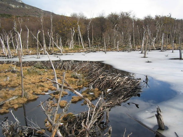 Este dique construído por castores retarda o avanço do congelamento nos rios.