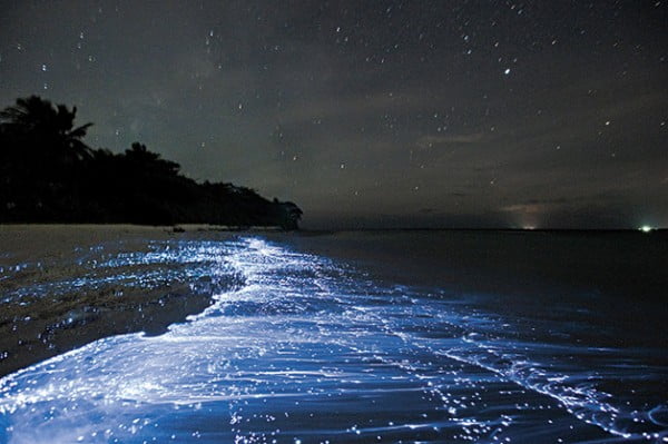  Lançados na praia, os plânctons oferecem o efeito neon também na areia.
