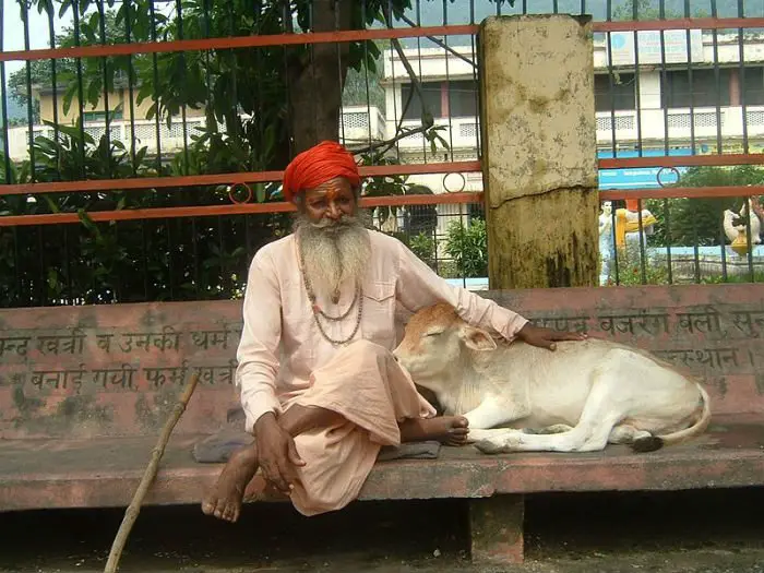 Um bezerro descansa tranquilamente. A vaca é sagrada pela maioria dos indianos.