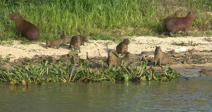 As capivaras, roedores semiaquáticos abundantes no Brasil.