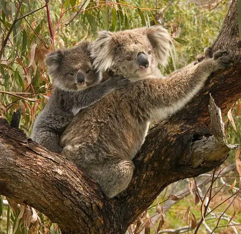 Mãe e filhote de coala. A espécie é conhecida pelos movimentos lentos, semelhantes ao de uma preguiça.